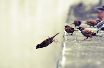 5 Habilidades dos importadores de sucesso